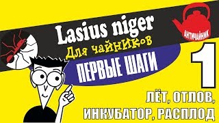 Муравьи Lasius niger для ЧАЙНИКОВ! КОЛОНИЯ С НУЛЯ!