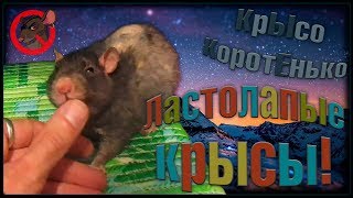 Ластолапые крысы, или стая капюшонов и Тотошка. (Fancy Rats | Декоративные Крысы)