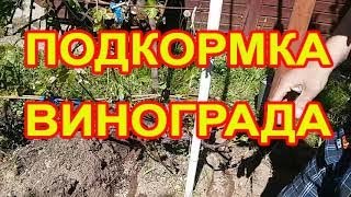 СРОЧНО. Удобрение винограда весной - учимся вместе.