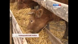 В Пензенскую область завезены коровы лимузины