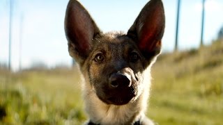 Собачья жизнь — Русский трейлер (2017)