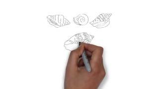 как нарисовать ракушку,how to draw a seashell,cómo dibujar una concha marina