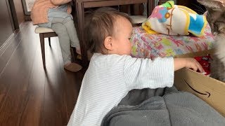 くつろいでいる寝床に次々と物を放り込まれる猫　ノルウェージャンフォレストキャット　A cat throwing things into a relaxing bed one after another