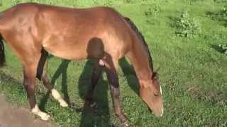 ООО "Ахалтекинец" Продажа лошадей ахалтекинской породы. Ltd. "Ahalteke" Horses for sale Akhal-Teke