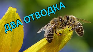 Работник: История о двух отводках. #пчёлы, #отводки, #улей
