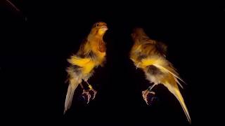 Северо-голландская курчавая (фризе) канарейка. north dutch frill canary