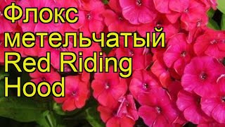 Флокс метельчатый Ред Райдинг Худ. Краткий обзор, описание характеристик, где купить рассада