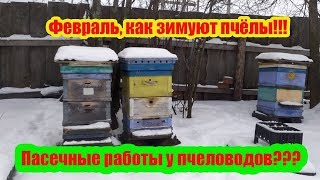 ???2020 г.ЗИМОВКА ПЧЁЛ В ФЕВРАЛЕ, ОСМОТР ПРОБЛЕМНЫХ СЕМЕЙ И РАБОТА НА ПАСЕКЕ, ТОПИМ ПЕЧКУ.