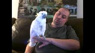 Parrots & Cockatoos: Purchase vs Adoption