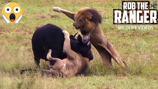 Male Lions Ambush Buffalo And Calf! (Epic Lion vs Buffalo Action Highlights!)