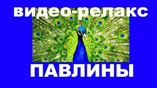 Павлины _видео _релакс