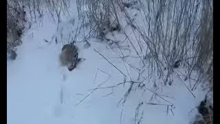 Охота на зайца троплением по снегу зимой. Hunting hare