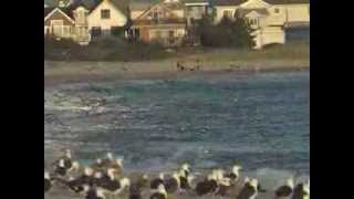 Birdwatching in Cape May, New Jersey - "Autumn Migration"