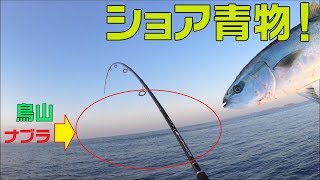磯でトップ青物狙い！ショアプラッキングでブリ釣り！鳥山見つけて投げてさびく