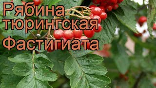 Рябина тюрингская Фастигиата (fastigiata) ? обзор: как сажать, саженцы рябины Фастигиата