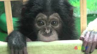 아기 침팬지 ( Baby Chimp )
