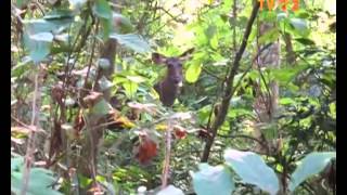 natura si aventura - distrugerea ecosistemului forestier in muntii apuseni