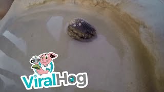 Squid In The Cockle Shell || ViralHog