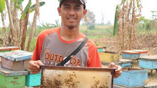 WA 0856-4840-4735 Pusat Jual Beli Sarang Madu Asli Palembang Jakarta Jember Bandung Bogor Makassar