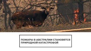 Пожары в Австралии становятся природной катастрофой