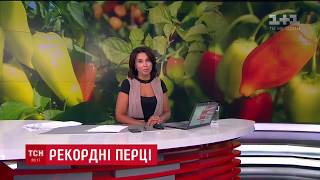 Перец Геркулес попал в книгу рекордов Украины  |  79 гектар перца высадили на Херсонщине в 2018 году