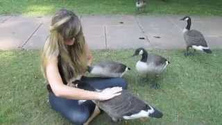 "Growing Up Gosling" - My 6 Months Befriending a Family of Wild Canada Geese & Goslings