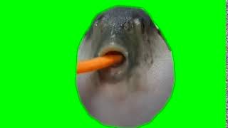 ?Футаж рыба ест морковь?