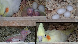 Breeder Cockatiel Setup Visit & For Sale | Informative | Urdu/Hindi | Lodhi Birds