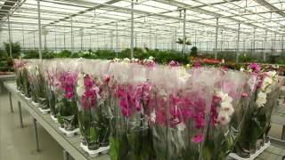 Камелия - производство и продажа цветов в Украине