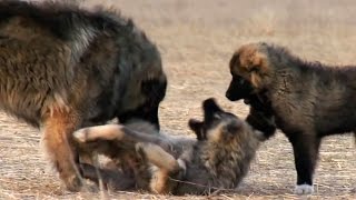 Georgian Caucasian Shepherd | Kavkasiuri nagazi | Кавказская овчарка