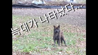 #늑대 #개 가 나타났다....