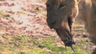 Bill Burr - Lion With Broken Jaw Hanging Off ??