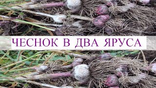 Чеснок в Два Яруса - Большой Урожай с Маленькой Грядки. Результат Эксперимента.