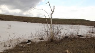 Степногорск. Лес признан горелым и вырублен