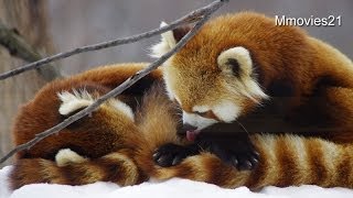 なかなか眠れなくてイライラ・・レッサーパンダ~Red Pandas want to sleep