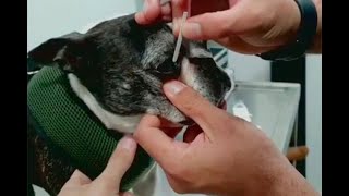 Úlceras corneales, la consulta más frecuente en oftalmología veterinaria