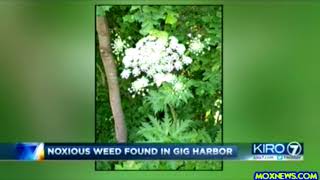 PUBLIC WARNING! GIANT HOGWEED FOUND IN GIG HARBOR!