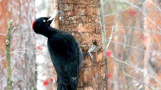 Черный дятел обдирает кору огромным клювом
