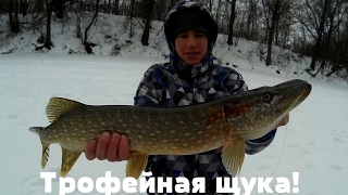 ОГО!!! Щуки Нас Загоняли! Бешеный Клев Щуки на Жерлицы или Рыбалка на Трофейную Щуку Зимой 2017