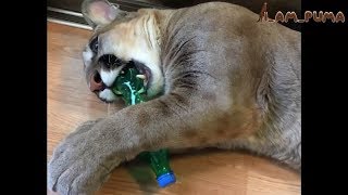 Любимые игрушки пумы Месси. Messi-the-Couguar's Favorite Toys