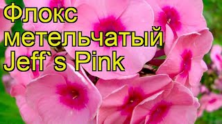 Флокс метельчатый Розовый Джеффа. Краткий обзор, описание характеристик phlox paniculata Jeff's Pink