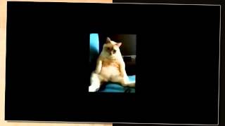 ПРИКОЛЫ! КОТ ПЕРДУН! РЖАКА!