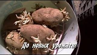Семенная картошка Белый лебедь.