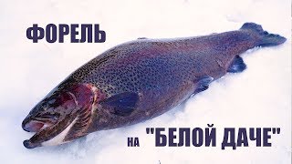 "Белая дача" зимняя форель