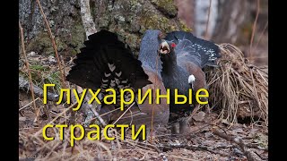 Глухариные страсти (За глухарём)