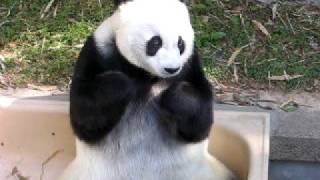 Famous Panda Basi Hanging Around in the Bath-tub