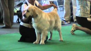 Golden Retriever