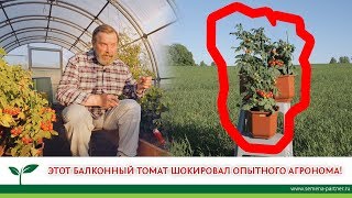 ЭТОТ БАЛКОННЫЙ ТОМАТ ШОКИРОВАЛ ОПЫТНОГО АГРОНОМА!