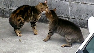 CAT FIGHT!