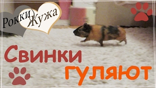 Морские свинки гуляют. Как помочь свинке не бояться комнаты. Guinea pigs are walking.